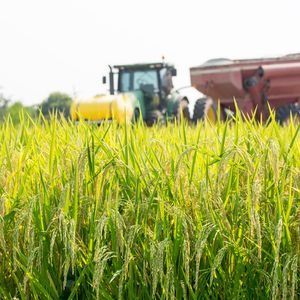 Rice is big business for Louisiana