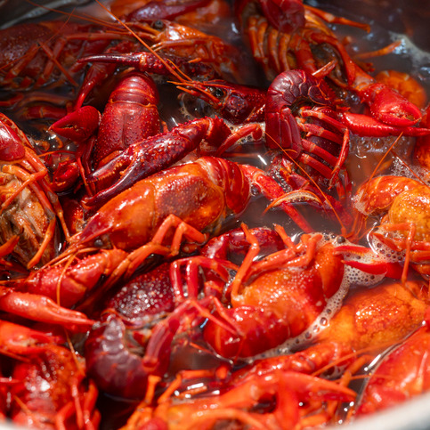 How is next crawfish season looking?