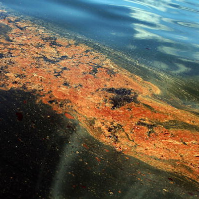 Just how bad was the BP oil spill for marine life? Here's what a new study said