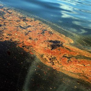 Just how bad was the BP oil spill for marine life? Here's what a new study said