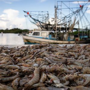 Is a culture at risk of disappearing if shrimpers don't get more help?