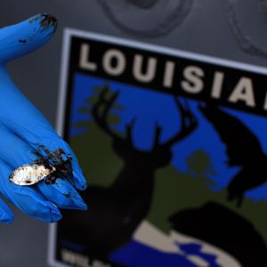 What's the Gulf look like without the Endangered Species Act?