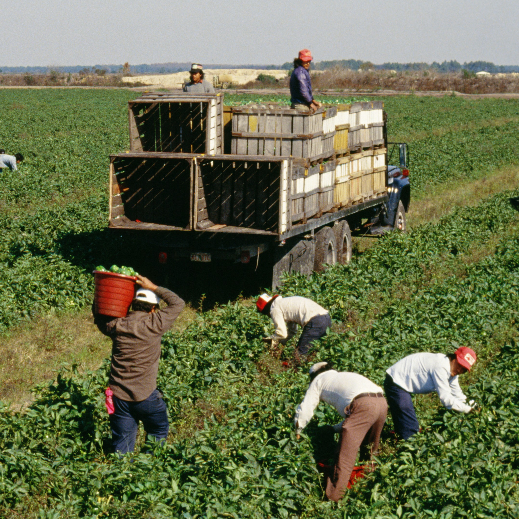 Hour 3: Ag Commissioner Mike Strain says he can't find Americans to do $18-$22/hour farm work