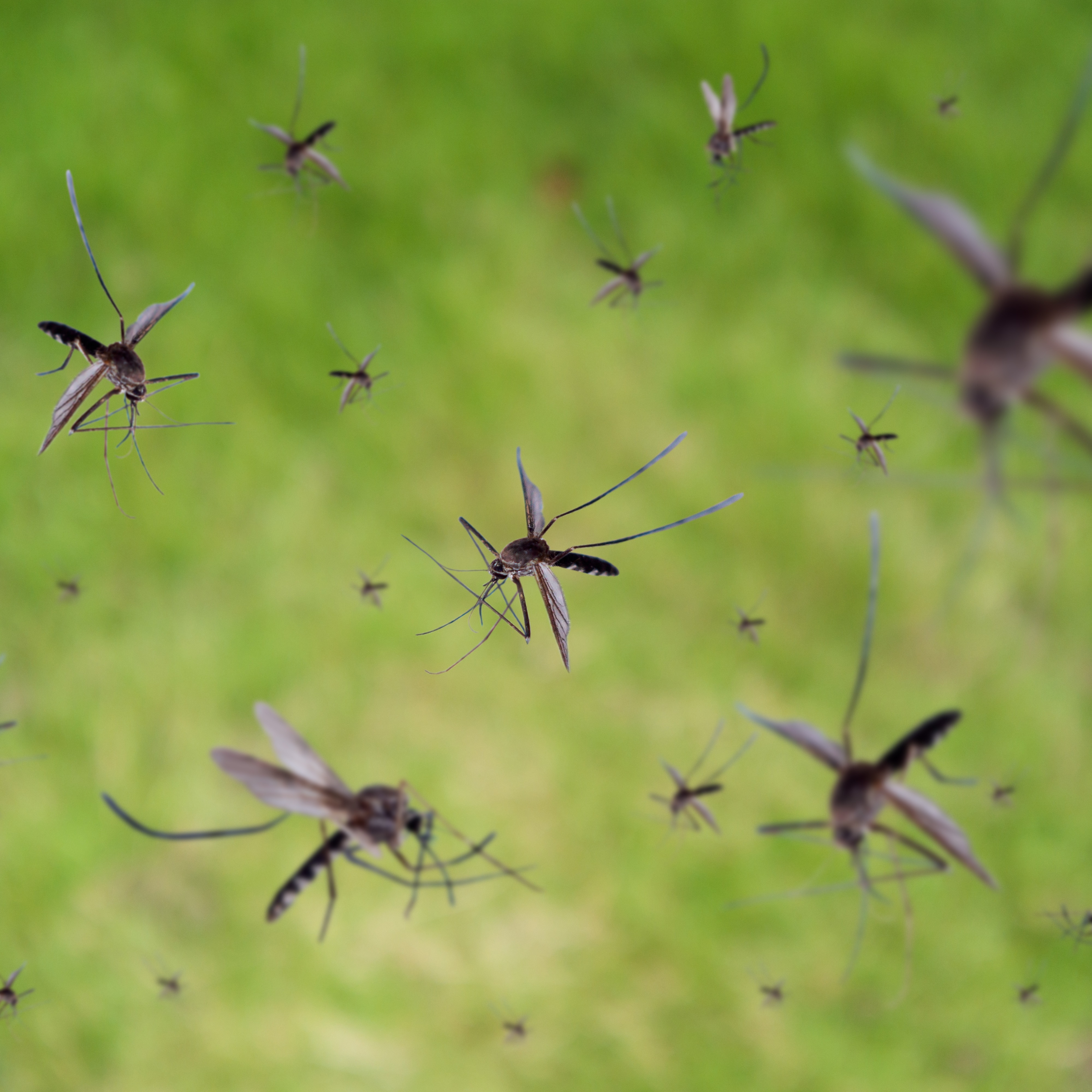 Ian Hoch Hour 2: How can New Orleans stay one step ahead of the pests