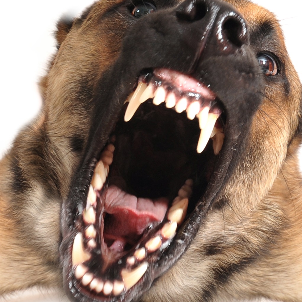 Hour 1: Some dog owners can be complete b!tches!