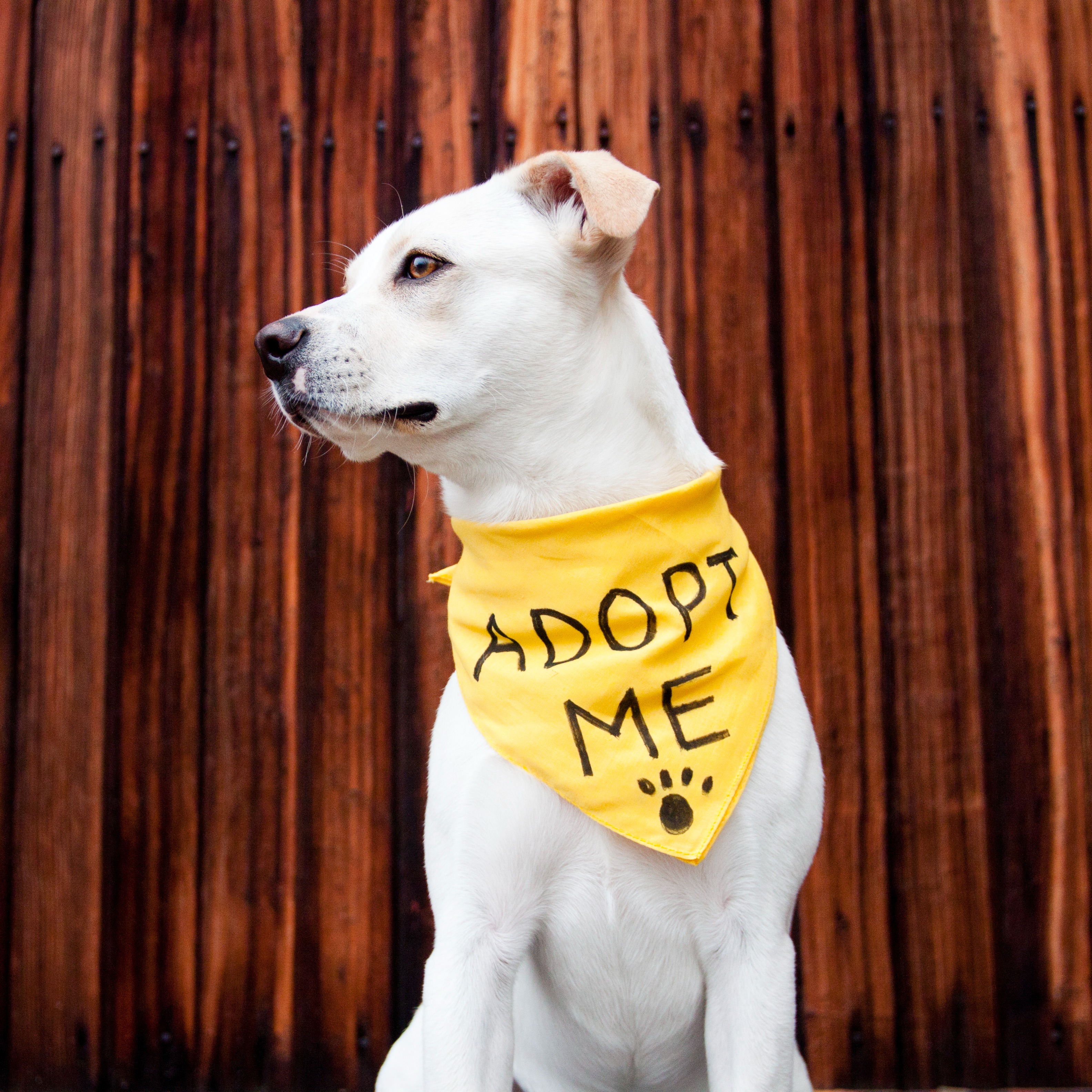 Northshore Humane Society's casino night-themed "Larry Brew Fest" is tomorrow at the Castine Center in Mandeville