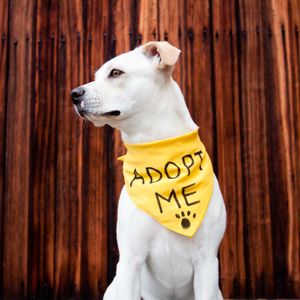 Northshore Humane Society's casino night-themed "Larry Brew Fest" is tomorrow at the Castine Center in Mandeville