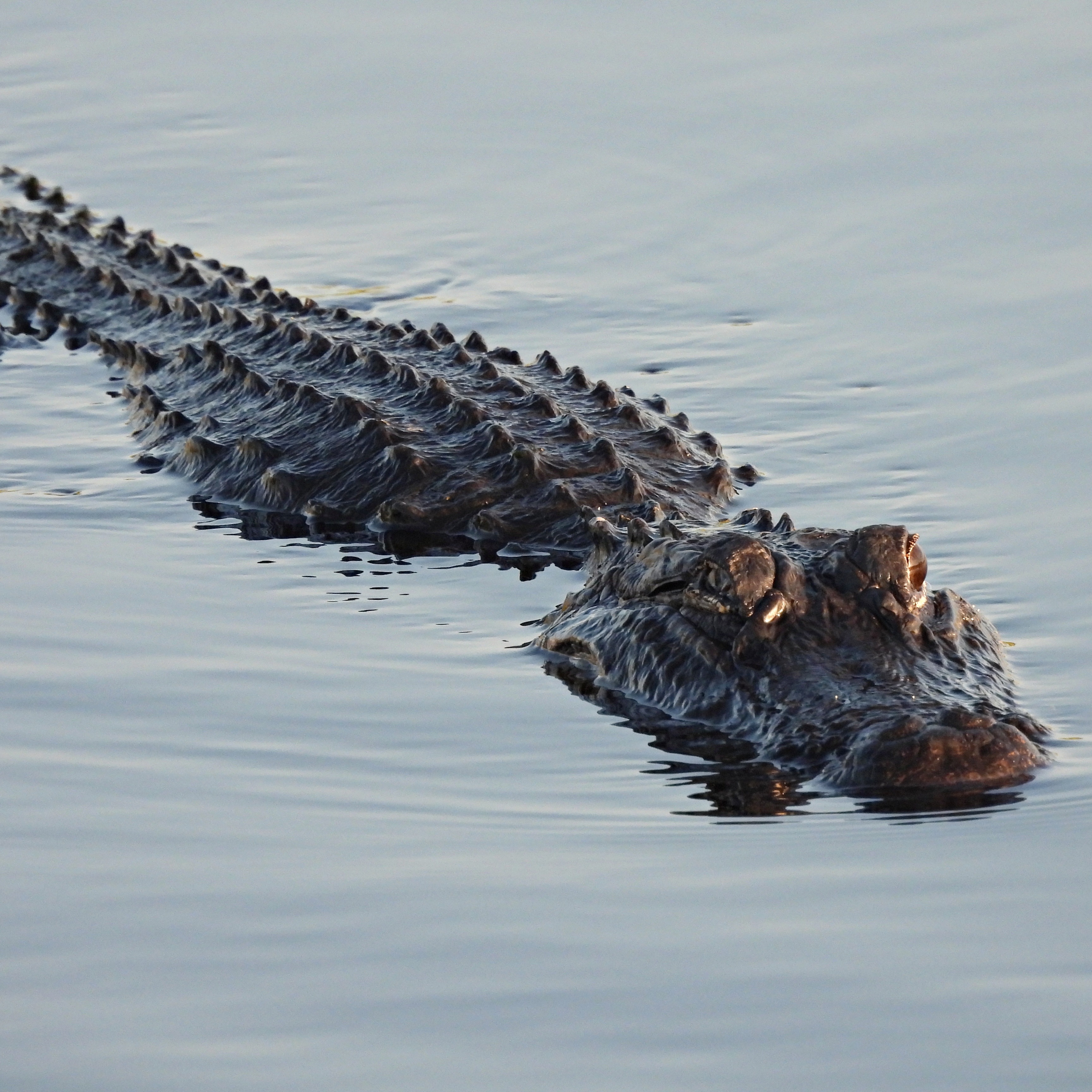 Hour 1: What's going on with all the alligator/crocodile attacks?