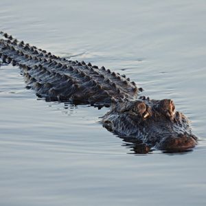 Hour 1: What's going on with all the alligator/crocodile attacks?