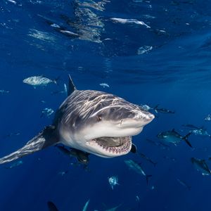 Hour 3: Research shows an increase in the population of sharks in the Gulf