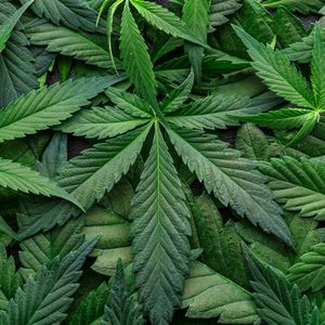 Hour 1: Alcoholic beverage drinkers who are against the legalization of marijuana are hypocritical