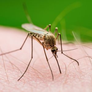 What role do mosquitos play in local ecosystems?