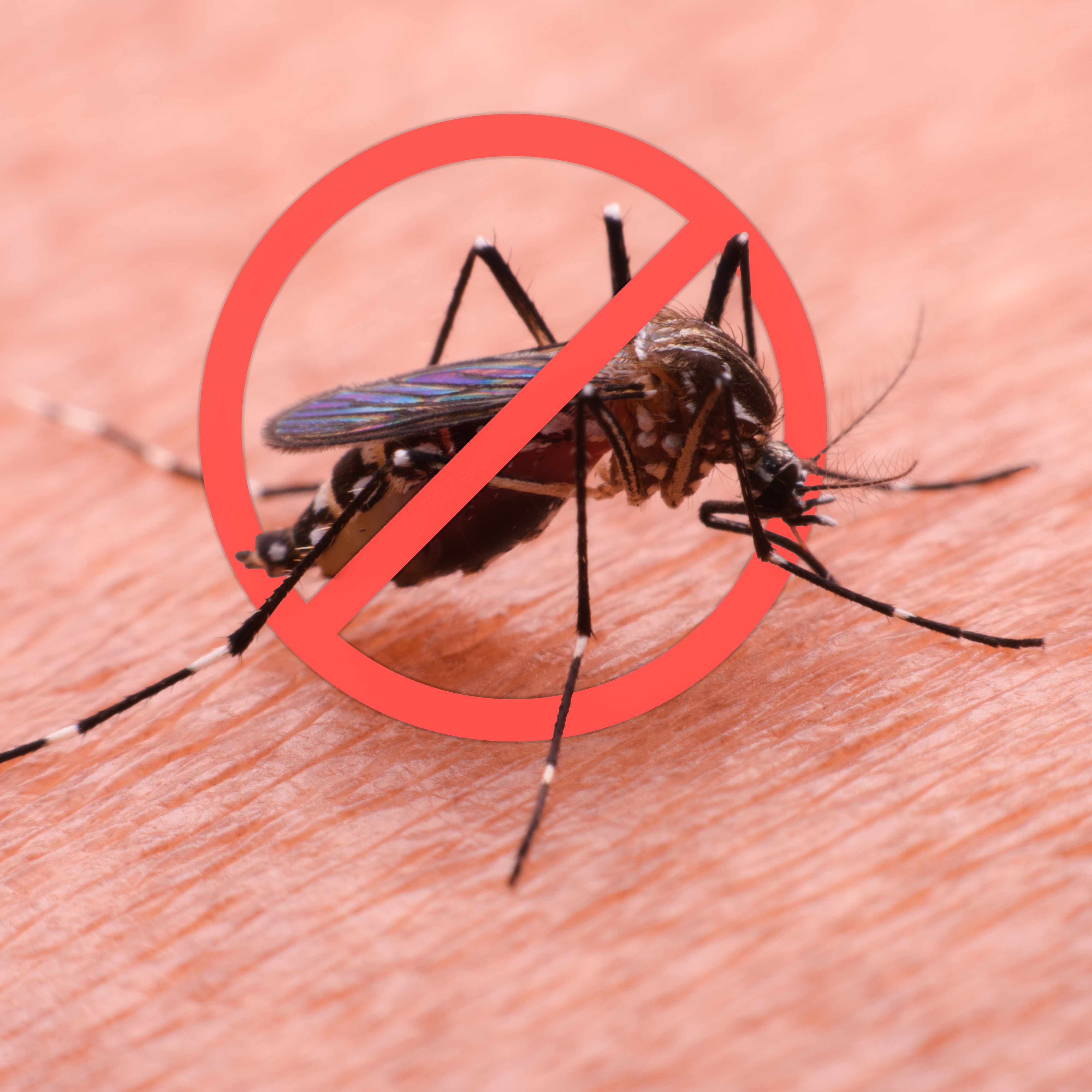 Hour 1: Can anyone make a case for the existence of mosquitoes?