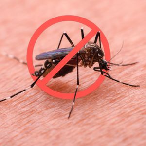 Hour 1: Can anyone make a case for the existence of mosquitoes?
