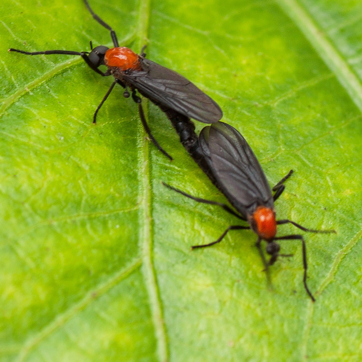 NOLA Bug Fest 2026 is upon is and the weather is PERFECT for it