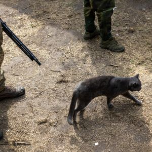 Hour 1: Why's Matt in Ukraine's lethal drone warfare unit up to their ears in stray kittens?