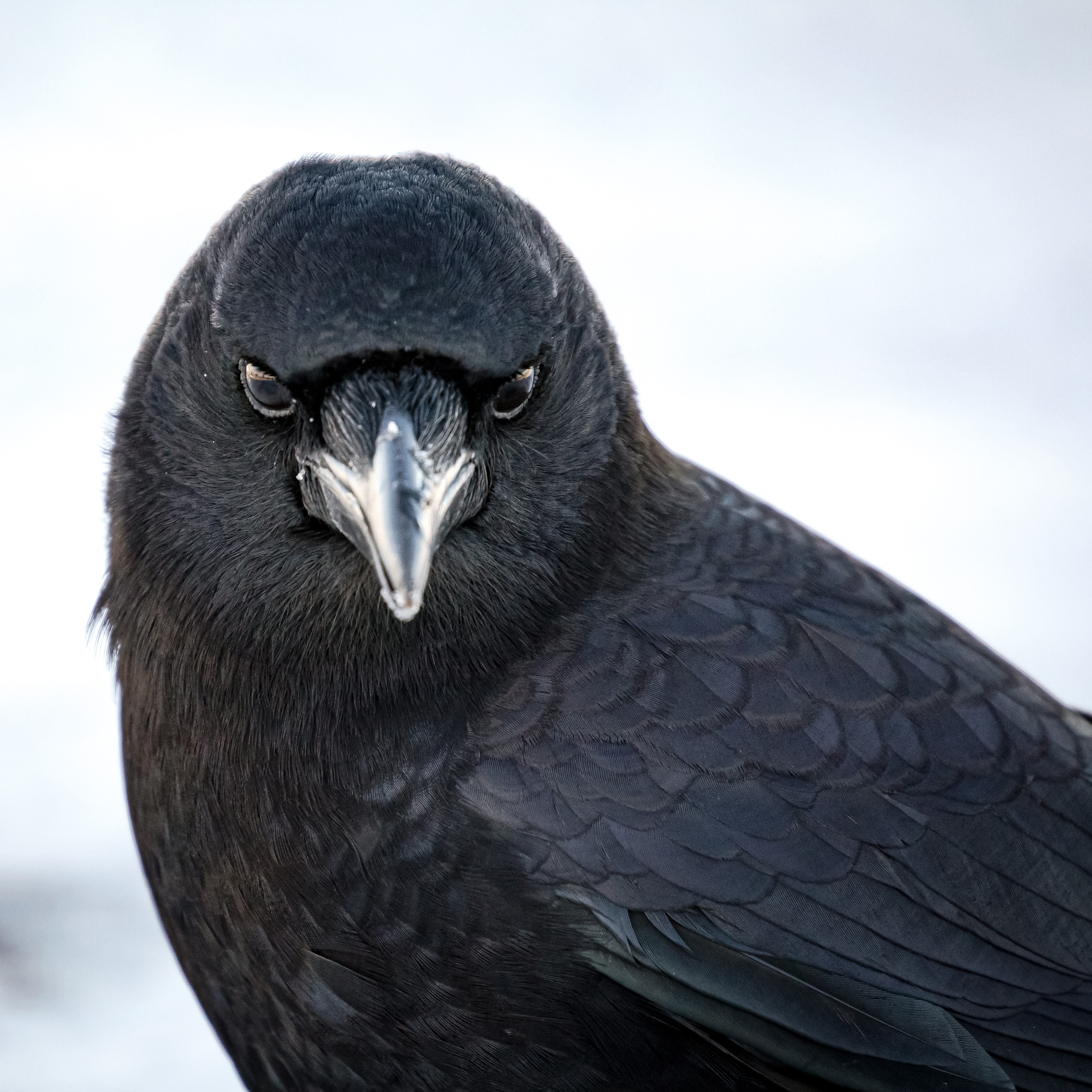 Crows' startling intelligence keeps surprising us