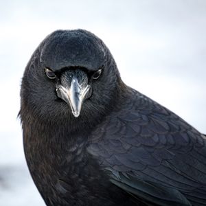 A new study shows the crows are horrifyingly intelligent