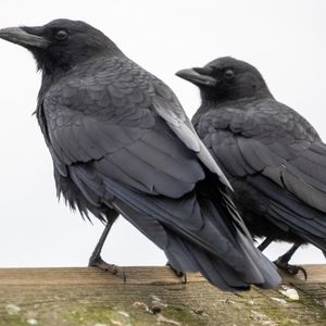 Hour 3: Intellectually, crows have a lot to crow about