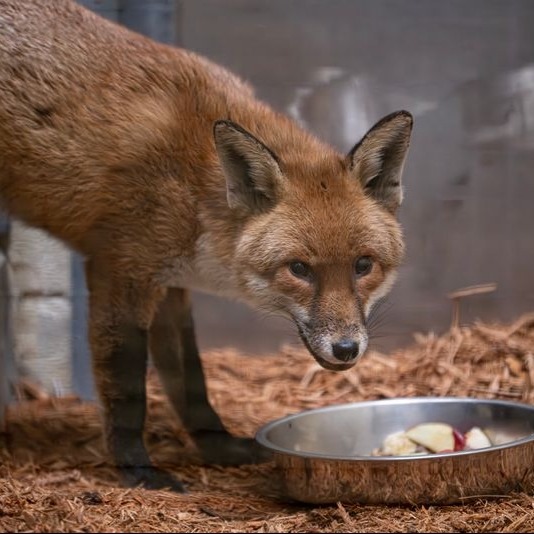 Stowaway fox travels from England to NYC on cargo ship