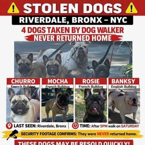 Owner blames dog walker after 4 bulldogs go missing in the Bronx