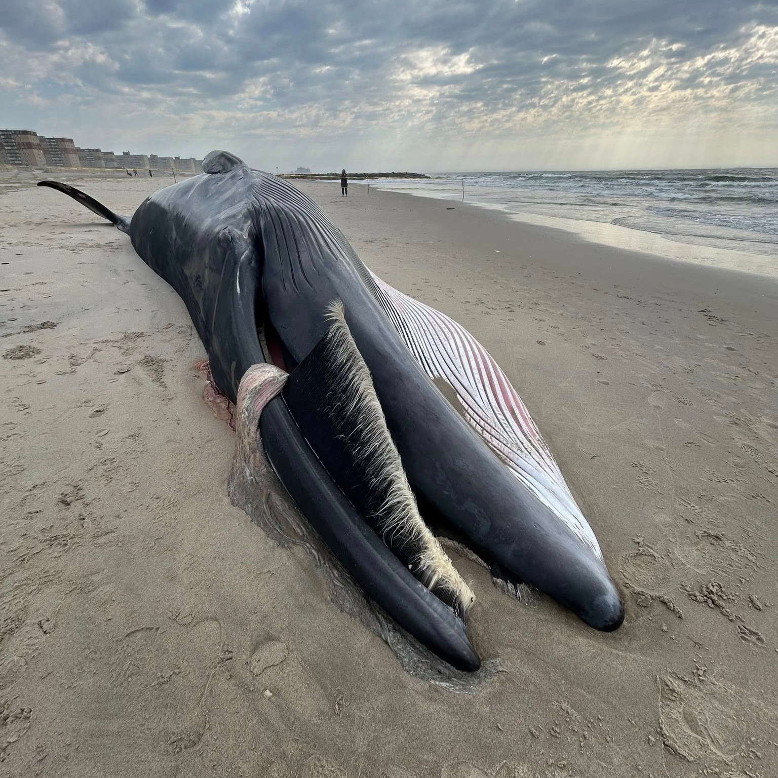Dead whale washes ashore at Rockaway Beach