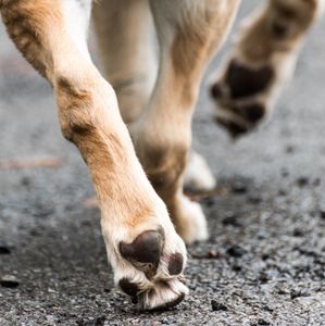 NJ family says woman and kid stole dog from their yard