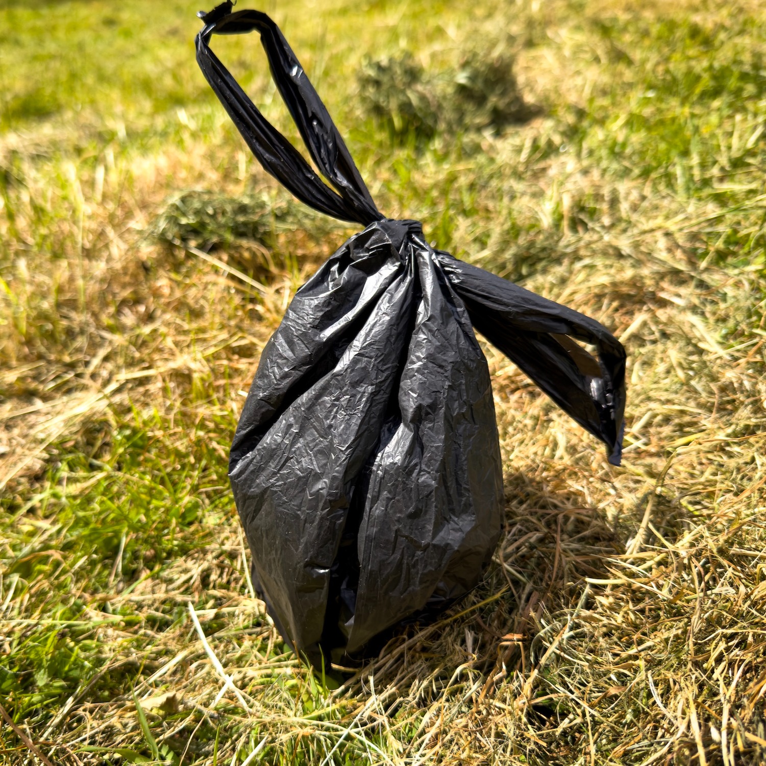 Brooklyn grandmother beaten for asking women to clean up dog poop
