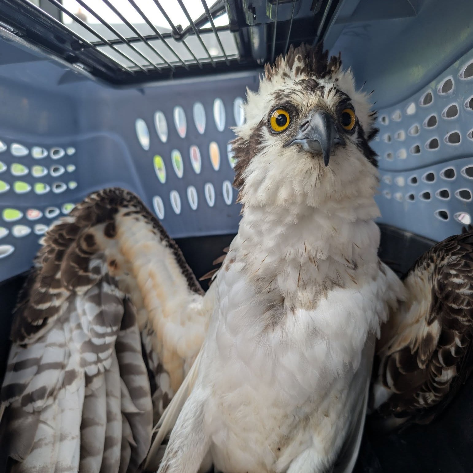 Rescuers on Long Island save injured osprey stuck in tree with fishing hook in its talon