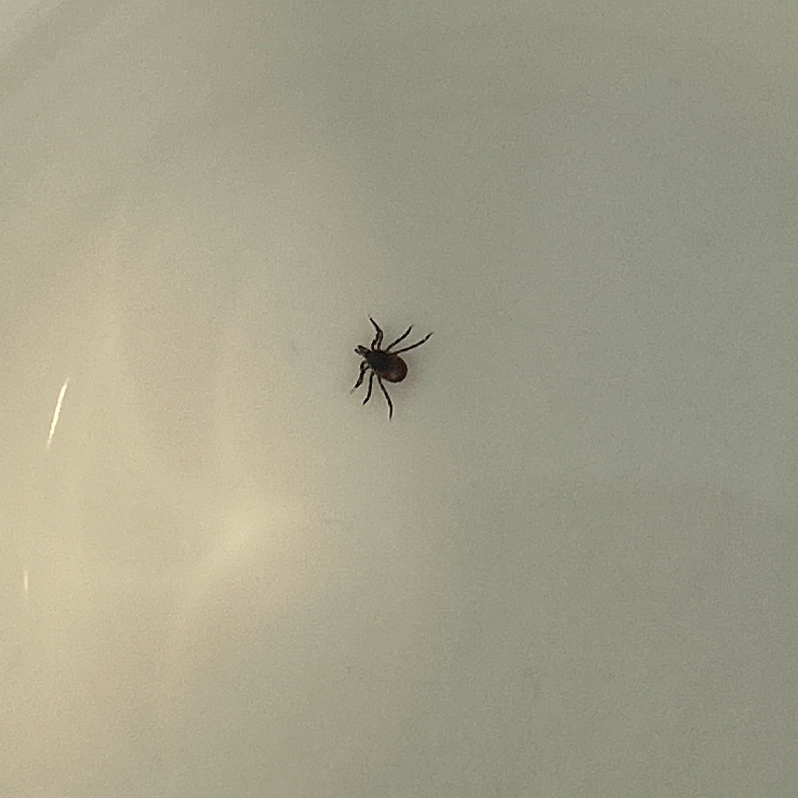 Experts warn tick season may be worse than last year