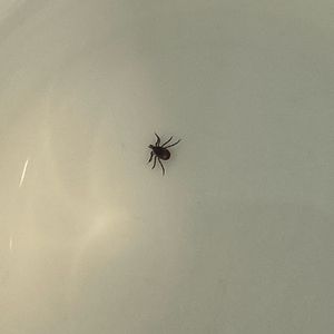 Experts warn tick season may be worse than last year