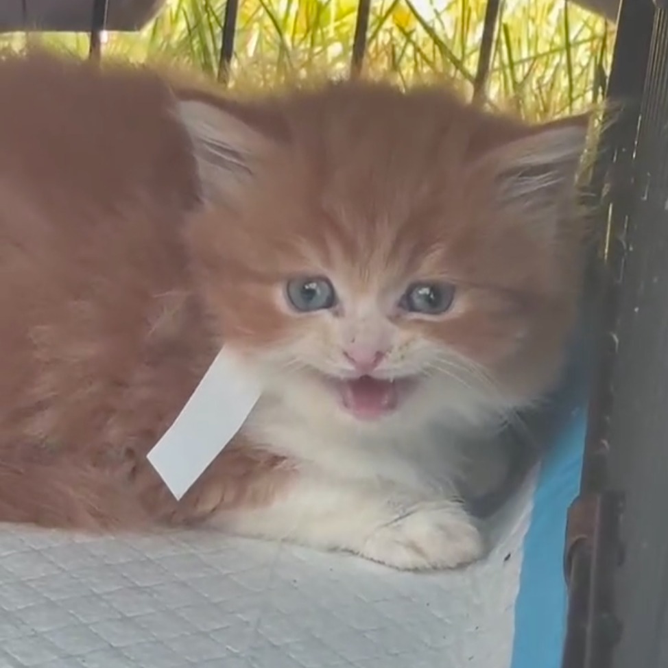 Nearly 100 cats found in filthy Long Island home; woman arrested