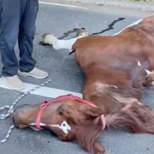 Carriage horse died after eating toxic plant in Central Park, report finds