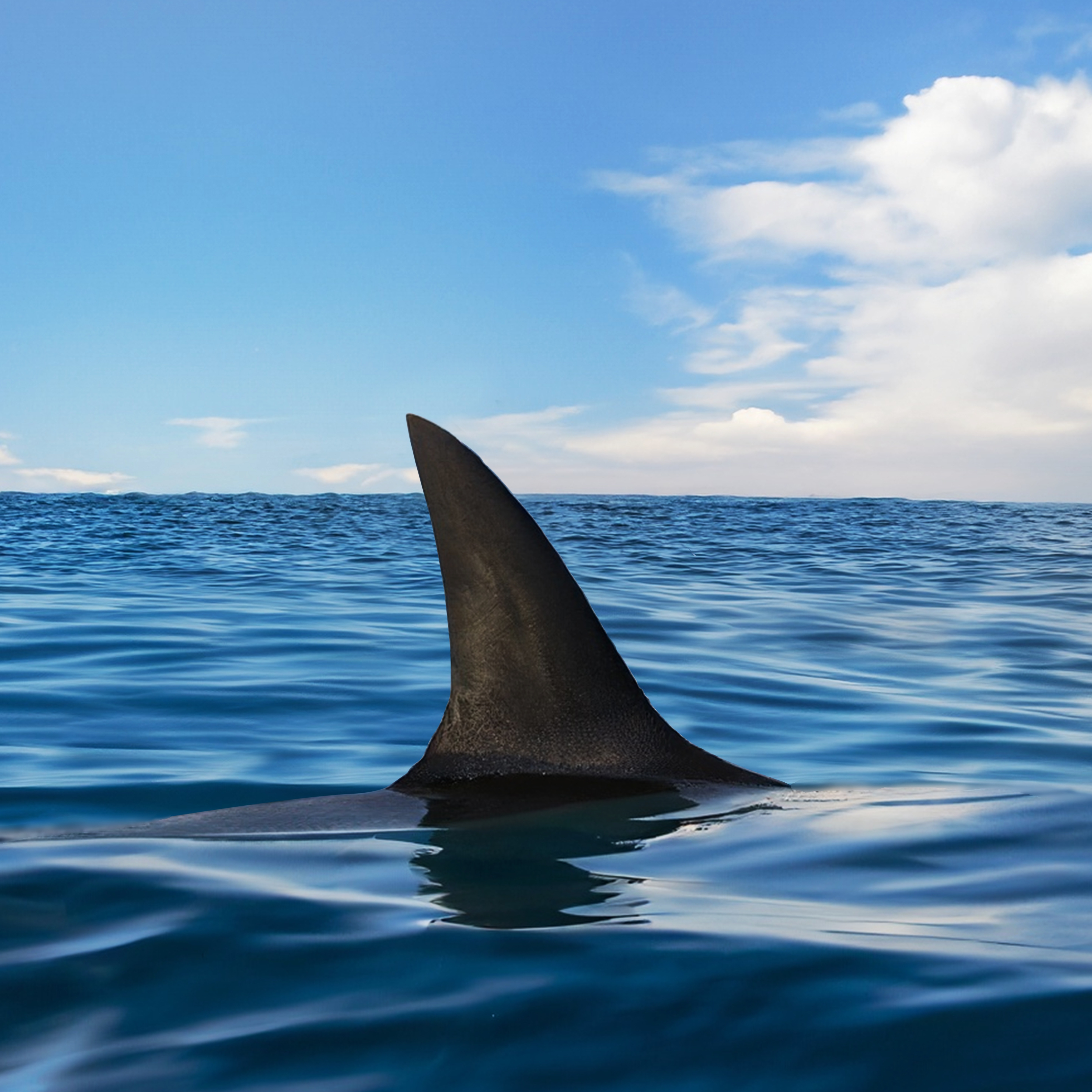 New York boosts shark-tracking efforts as sightings surge at city beaches