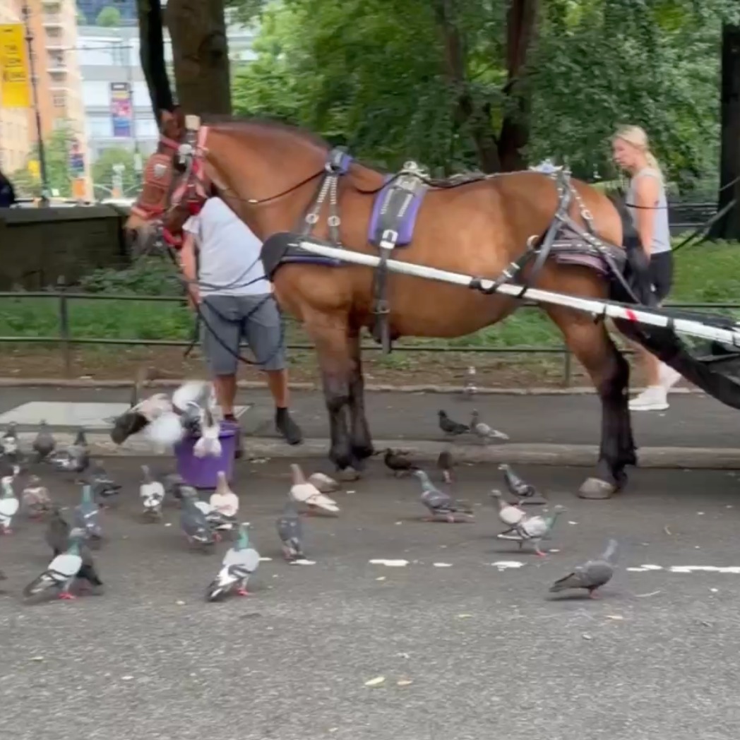 City Council holds hearing on law to end Central Park carriage horses