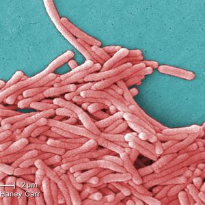 4th person dies from Legionnaire's disease in NYC