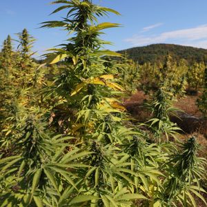 Hochul signs law allowing cannabis sales at approved events and farmers markets in NY