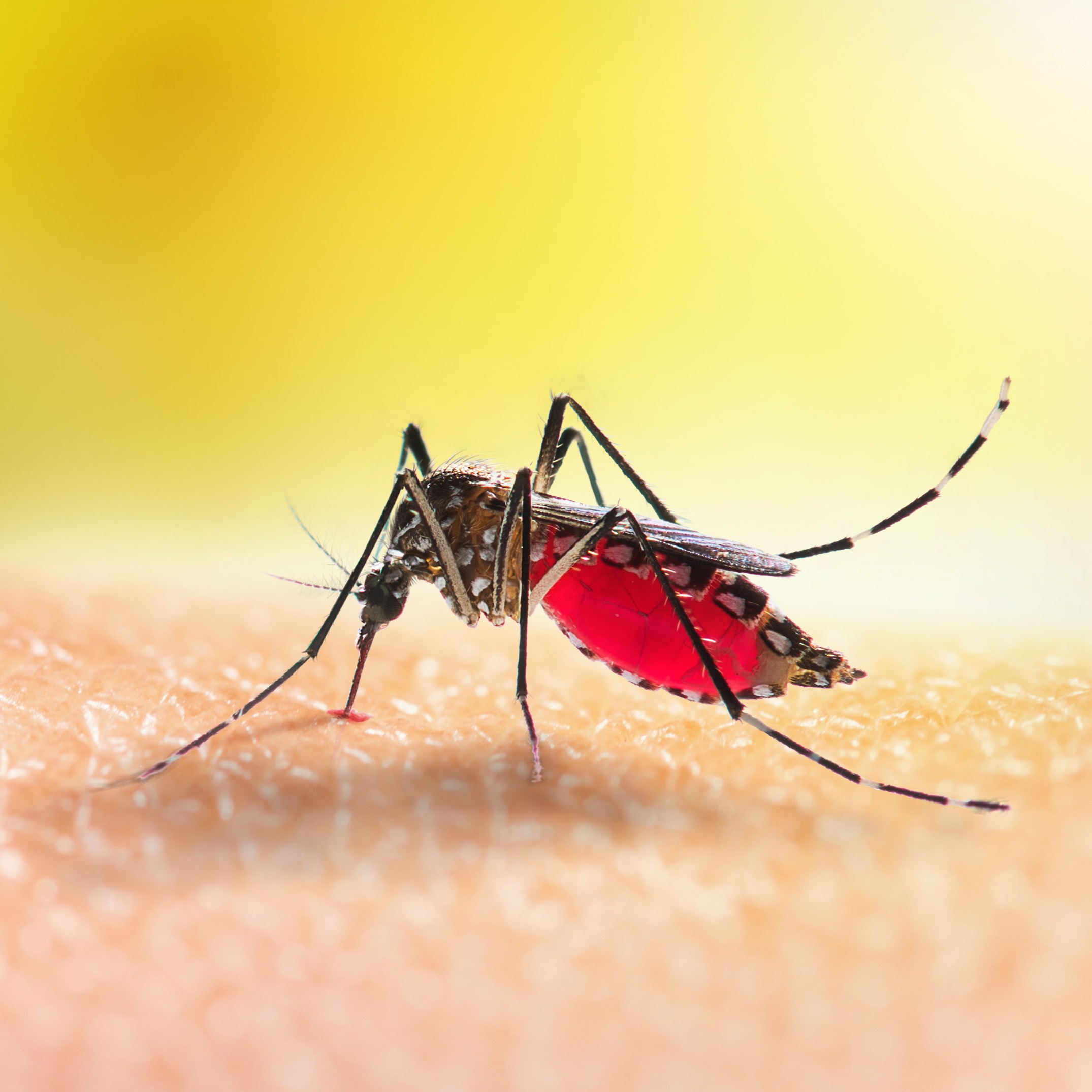 West Nile-positive mosquito pools surge across NYC