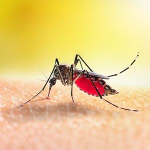 West Nile-positive mosquito pools surge across NYC