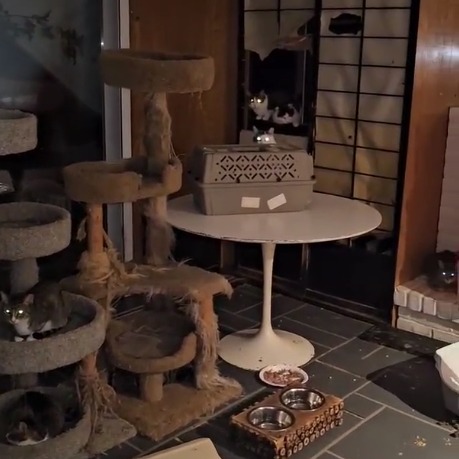 Dozens of cats trapped inside Long Island home after tree crashes through her home
