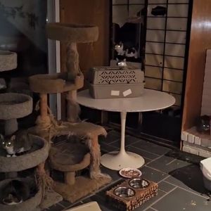 Dozens of cats trapped inside Long Island home after tree crashes through her home