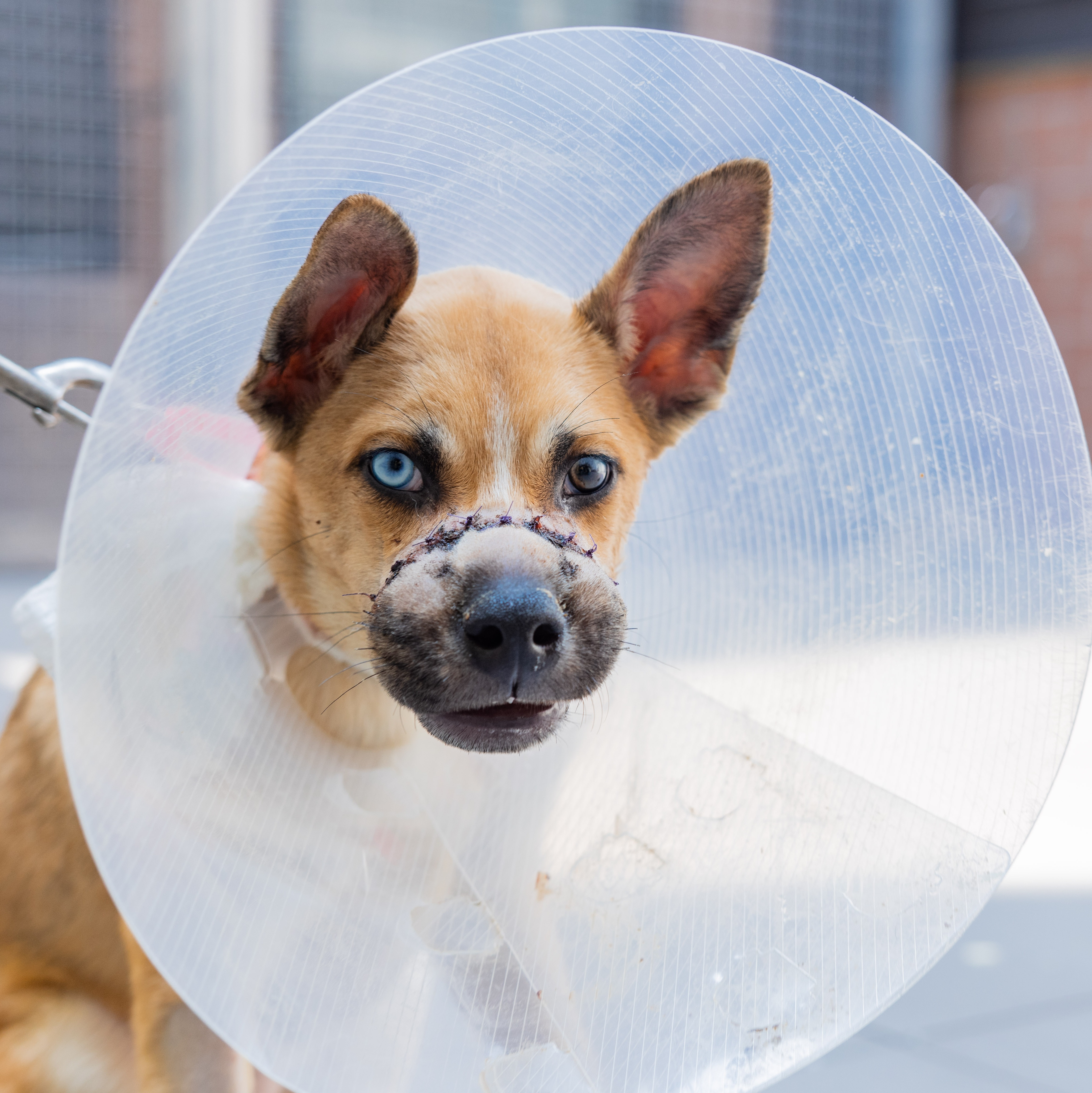 Two puppies rescued from Queens dumpster now available for adoption
