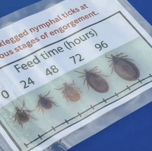 Officials call Suffolk County the epicenter of tick-borne illnesses in New York