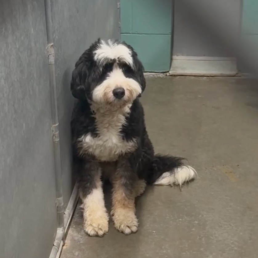 Nassau County authorities rescue 2 dozen dogs from commercial building