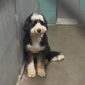 Nassau County authorities rescue 2 dozen dogs from commercial building