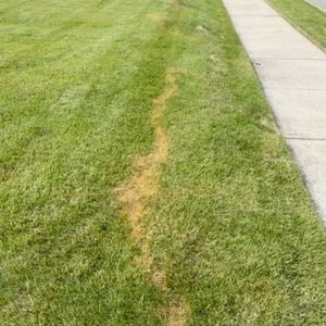Nassau County police search for vandal who repeatedly destroyed lawn