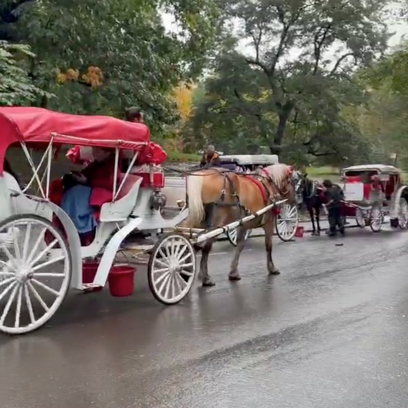 Horse carriage drivers demand that the Mayor and City Council reject proposal to ban horse carriage industry