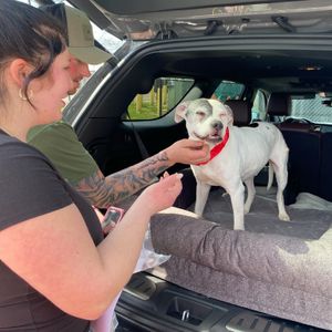 Pit bull stolen from Mayfair yard nearly 11 years ago reunited with its owners