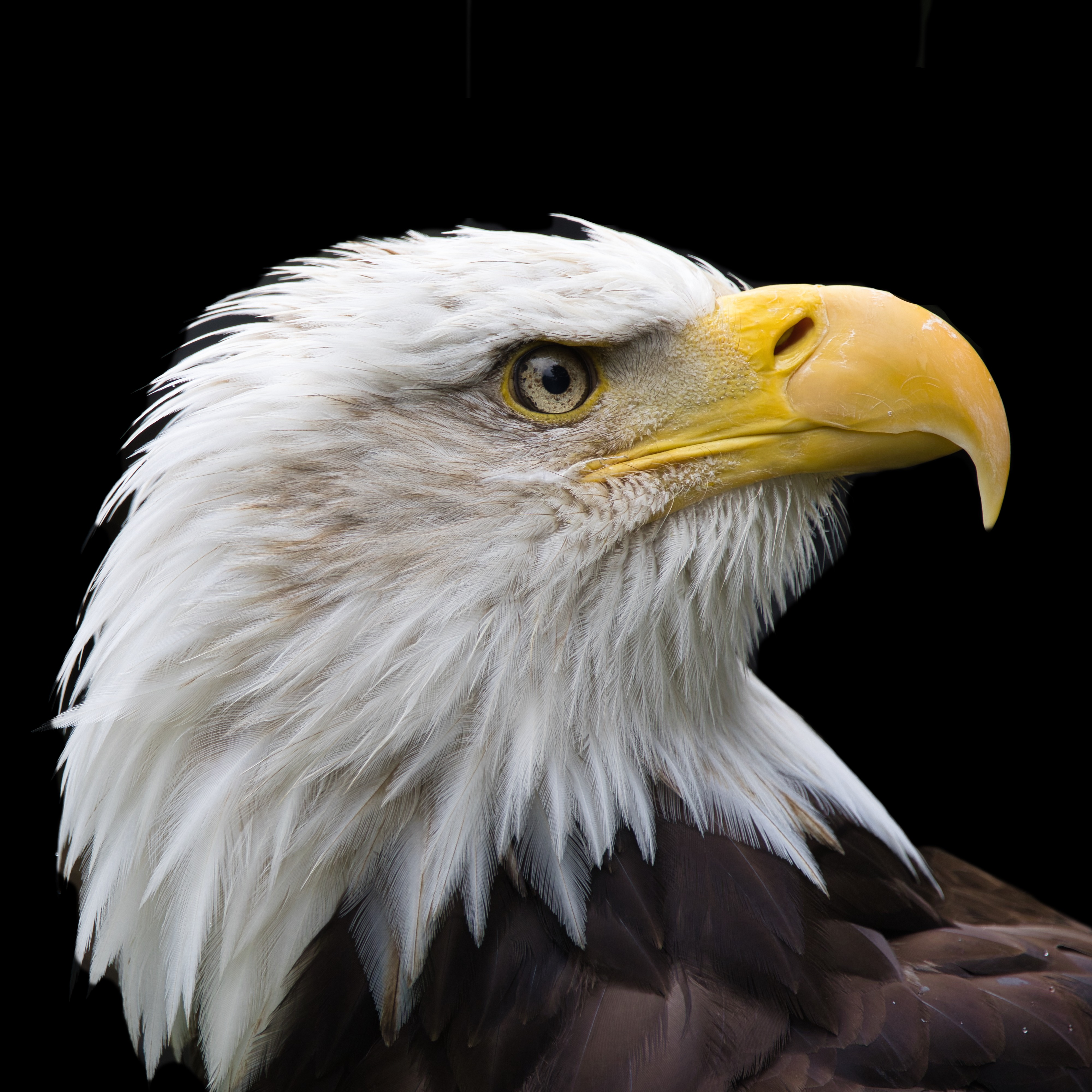 NJ study says bird flu slightly reduced state bald eagle population