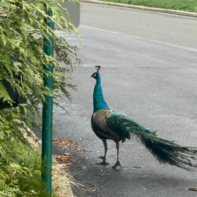 Peacock on the loose in Montgomery County neighborhood